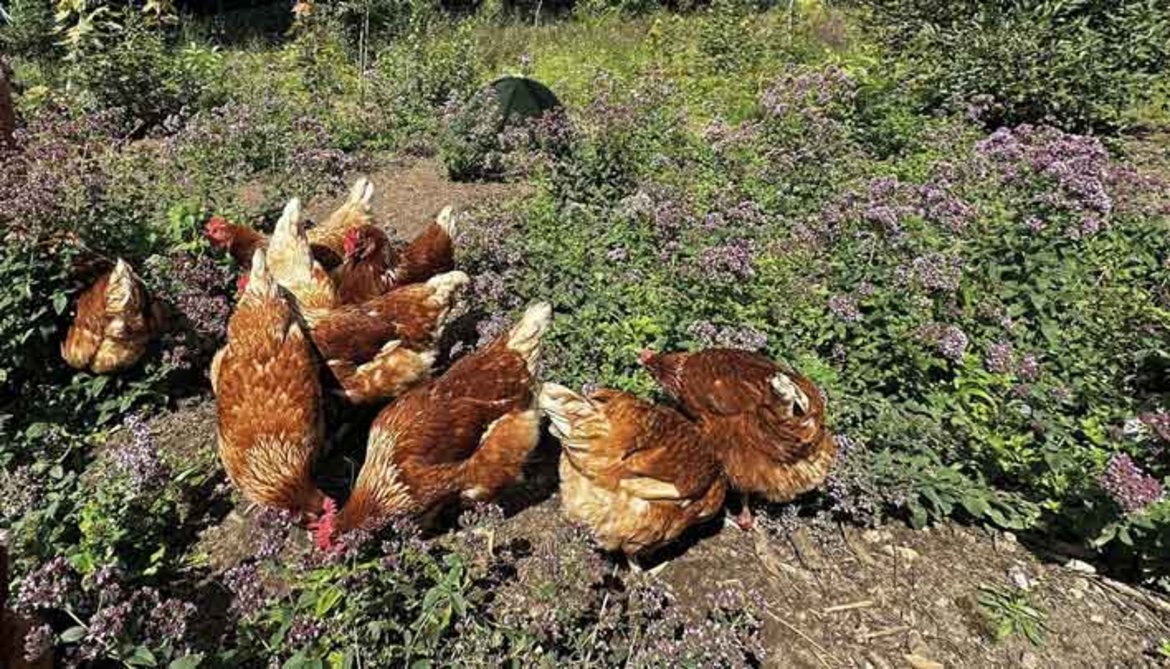 Fünf Hühner mit braunem Gefieder sitzen und liegen entspannt auf dem Boden in einem bewachsenen Garten mit grünen Pflanzen und violetten Blüten.