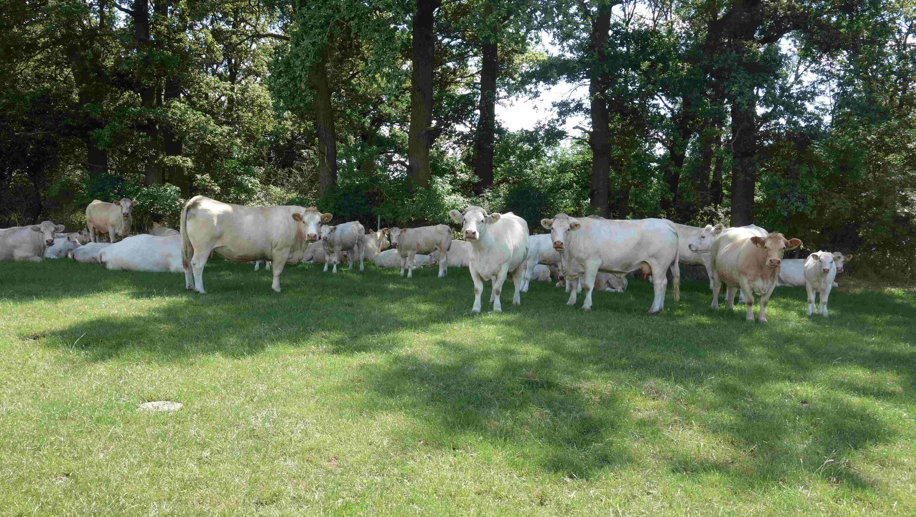 Eine Herde von etwa 20 weißen Mutterkühen steht auf einer grünen Wiese unter Bäumen und grasen oder schauen in Richtung Kamera. 