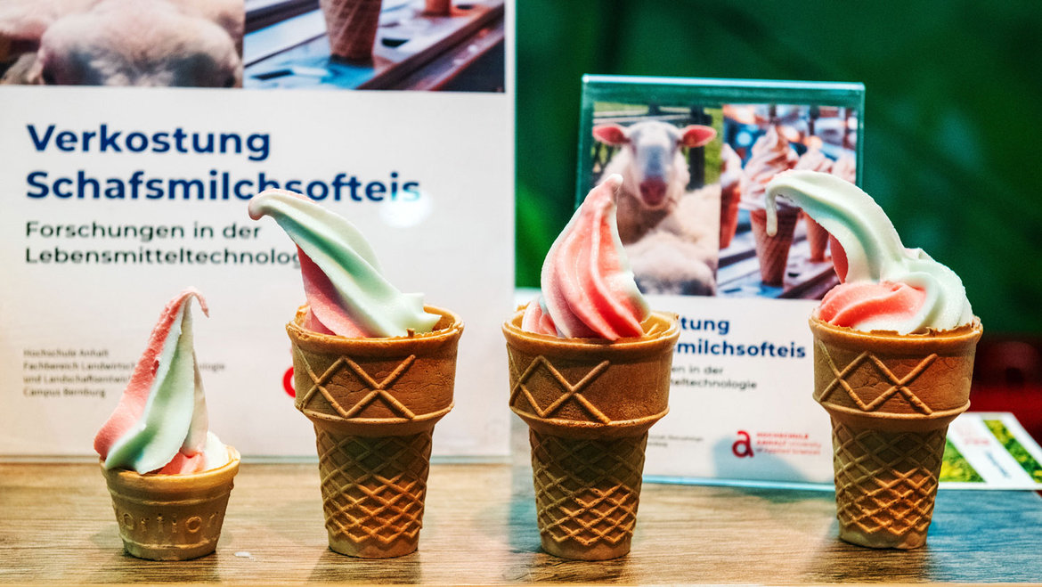 Zwei Eisbecher mit Schafmilch-Eis in Waffelhörnchen, eines mit grün-rosa, das andere mit rot-weißen Schichten, zur Verkostung im Rahmen von Lebensmittelforschung.