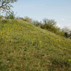 Grünes, leicht bewachsenes Hügelgelände mit trockenem Gras und vereinzelten Büschen, im Hintergrund spärliche Bäume unter blauem Himmel.