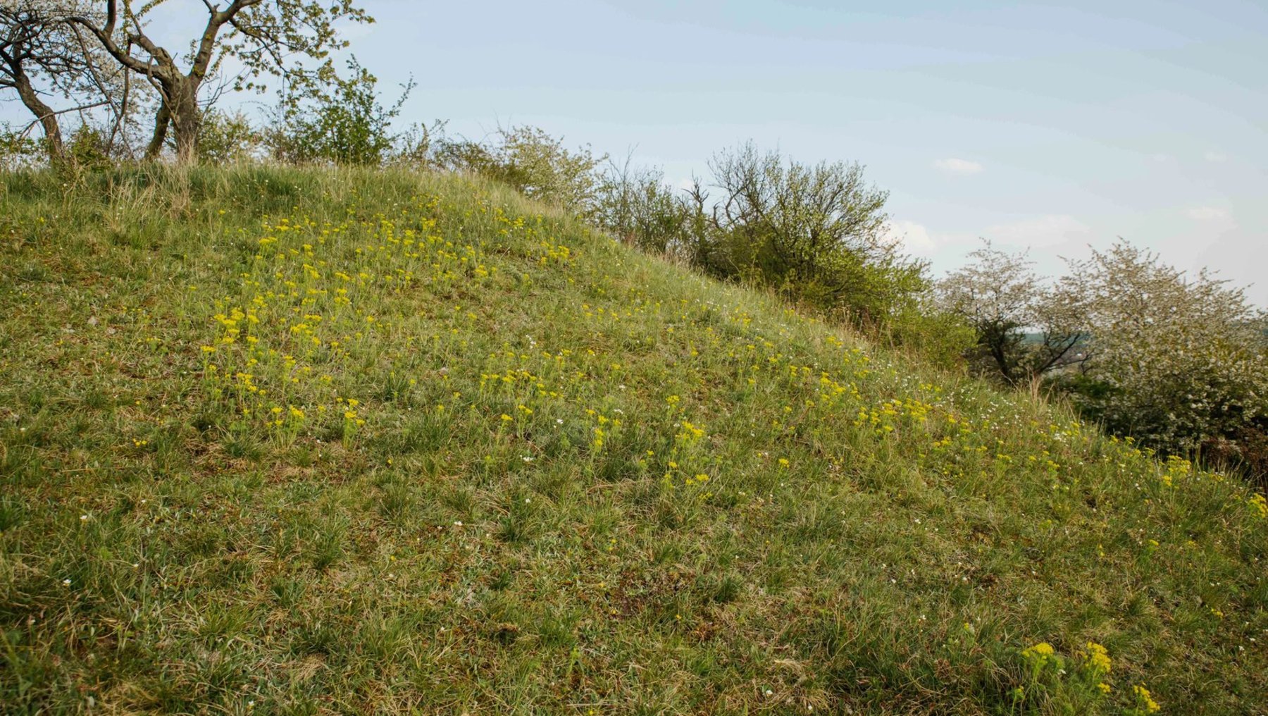 Grünes, leicht bewachsenes Hügelgelände mit trockenem Gras und vereinzelten Büschen, im Hintergrund spärliche Bäume unter blauem Himmel.