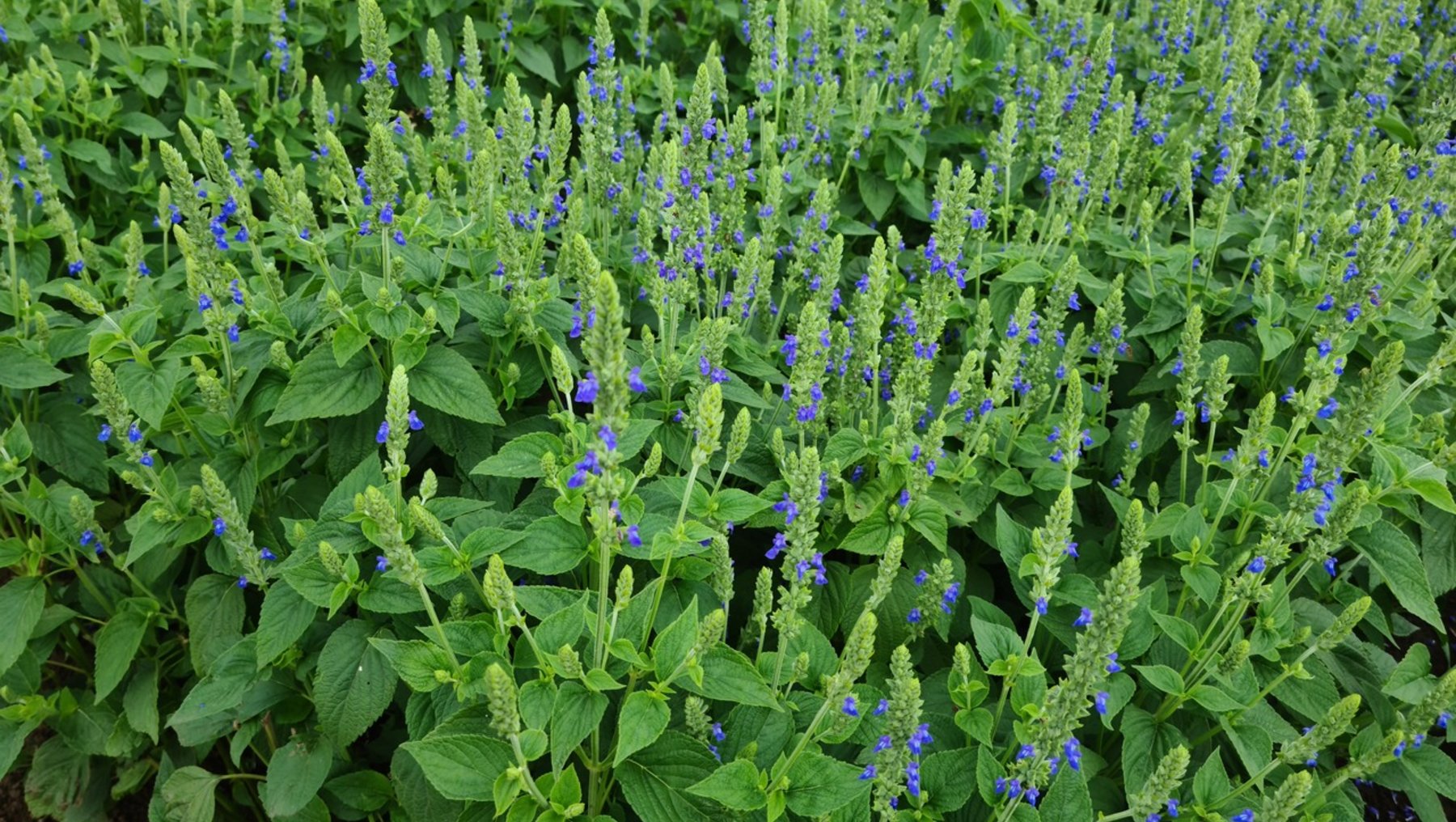 Dichtes Beet mit grünem Salbei, der kleine, blauviolette Blüten in aufrechten Rispen trägt, umgeben von glatten, länglichen Blättern.