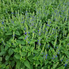 Dichtes Beet mit grünem Salbei, der kleine, blauviolette Blüten in aufrechten Rispen trägt, umgeben von glatten, länglichen Blättern.