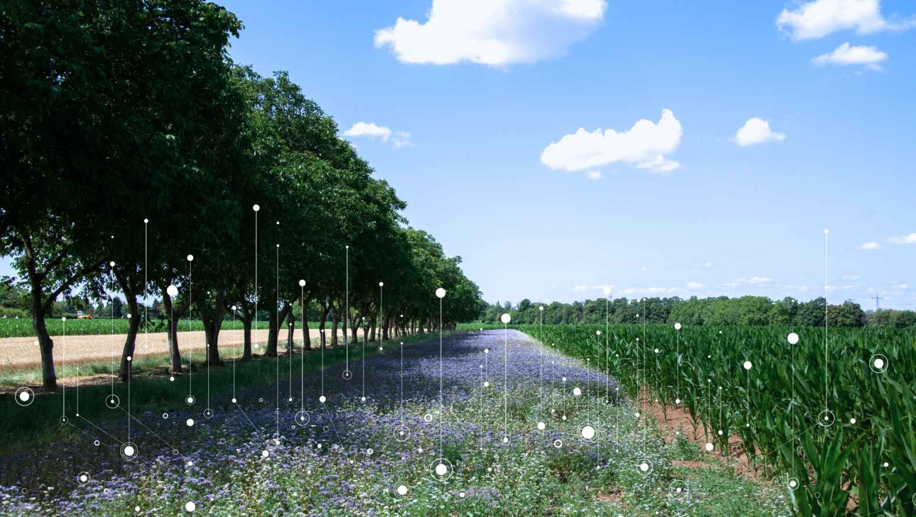Symbolbild für das Thema Big Data und Biodiversität zeigt Landstraße mit Feld und Blühstreifen, im Vordergrund ein Datennetz als Grafik