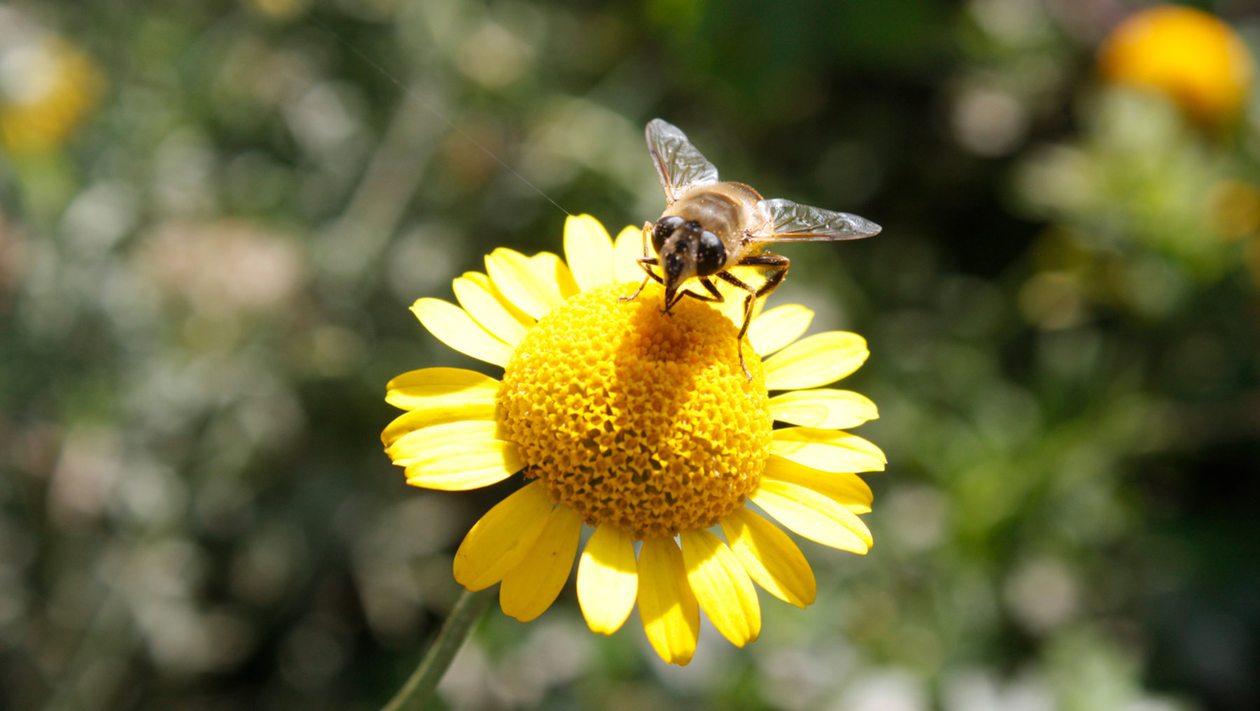 A bee covered with fine golden pollen is perched on the center of a bright yellow, small blooming flower. The details display a natural, close-up view of pollination.
