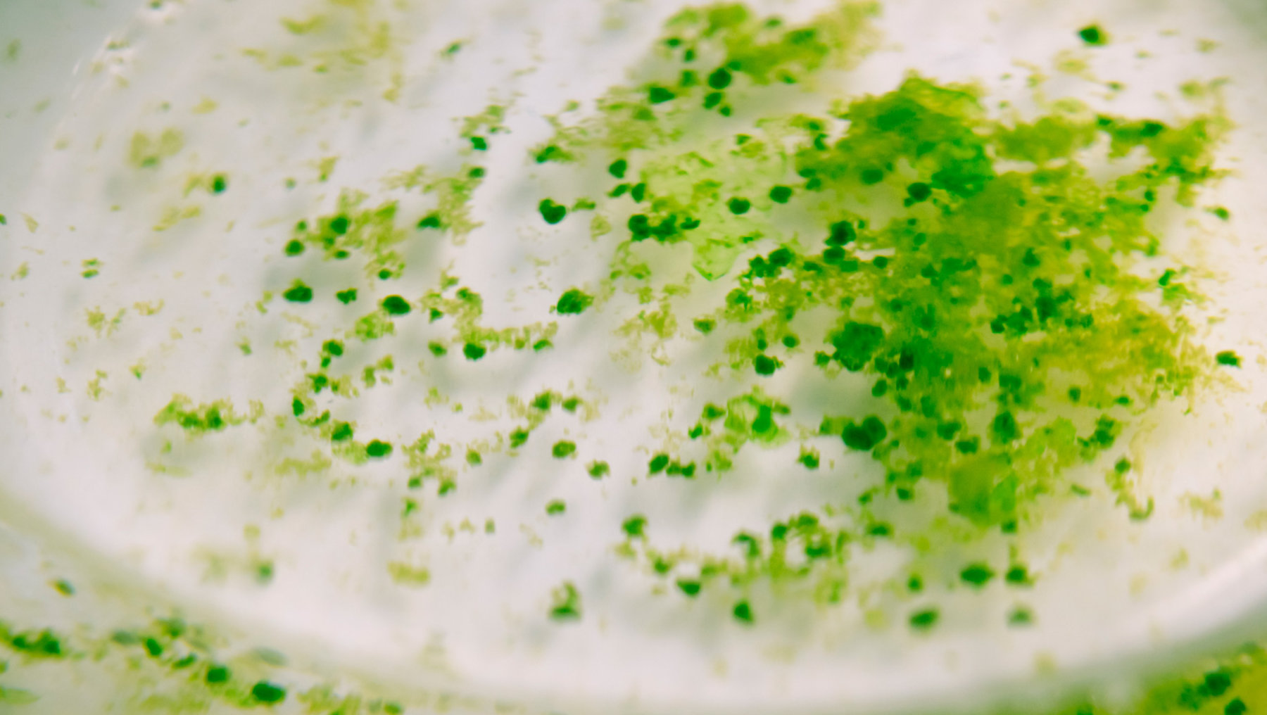 The image is a close-up view of a frothy white drink, possibly tea or a latte, with green pistachio or matcha granules sprinkled on top.
