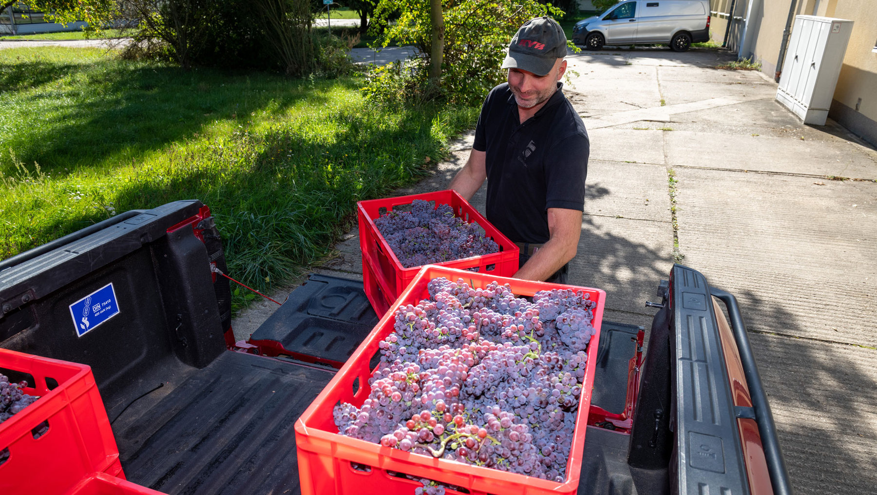 Ein Mann füllt rote Plastikbehälter mit dunklen Trauben und lädt sie in den Kofferraum eines Fahrzeugs um.