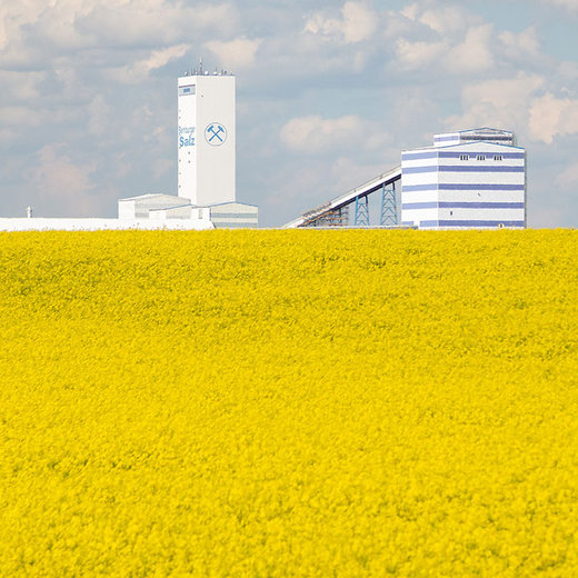 A vast field of yellow flowers stretches towards the horizon, with industrial buildings in the background. The buildings have a modern design, featuring a tall tower with a logo and a multi-story structure with horizontal stripes. The sky is partly cloudy.