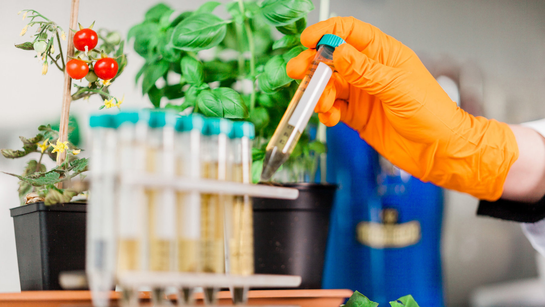 invivo Versuche zur Testung pflanzl. Extrakte