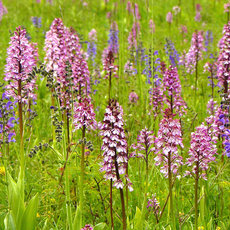 The image depicts a vibrant meadow filled with flowering spikes of Orchis militaris plants, commonly known as military orchids. The flowers are tall, featuring elegant light purple to pink blossoms병 among lush green grass and a few scattered wildflowers.