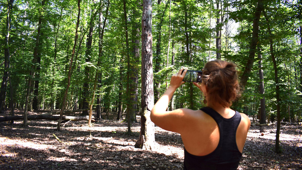 Eine Person fotografiert mit einem Handy einen sonnendurchfluteten Wald mit hohen, grünen Bäumen und moosbedecktem Boden.