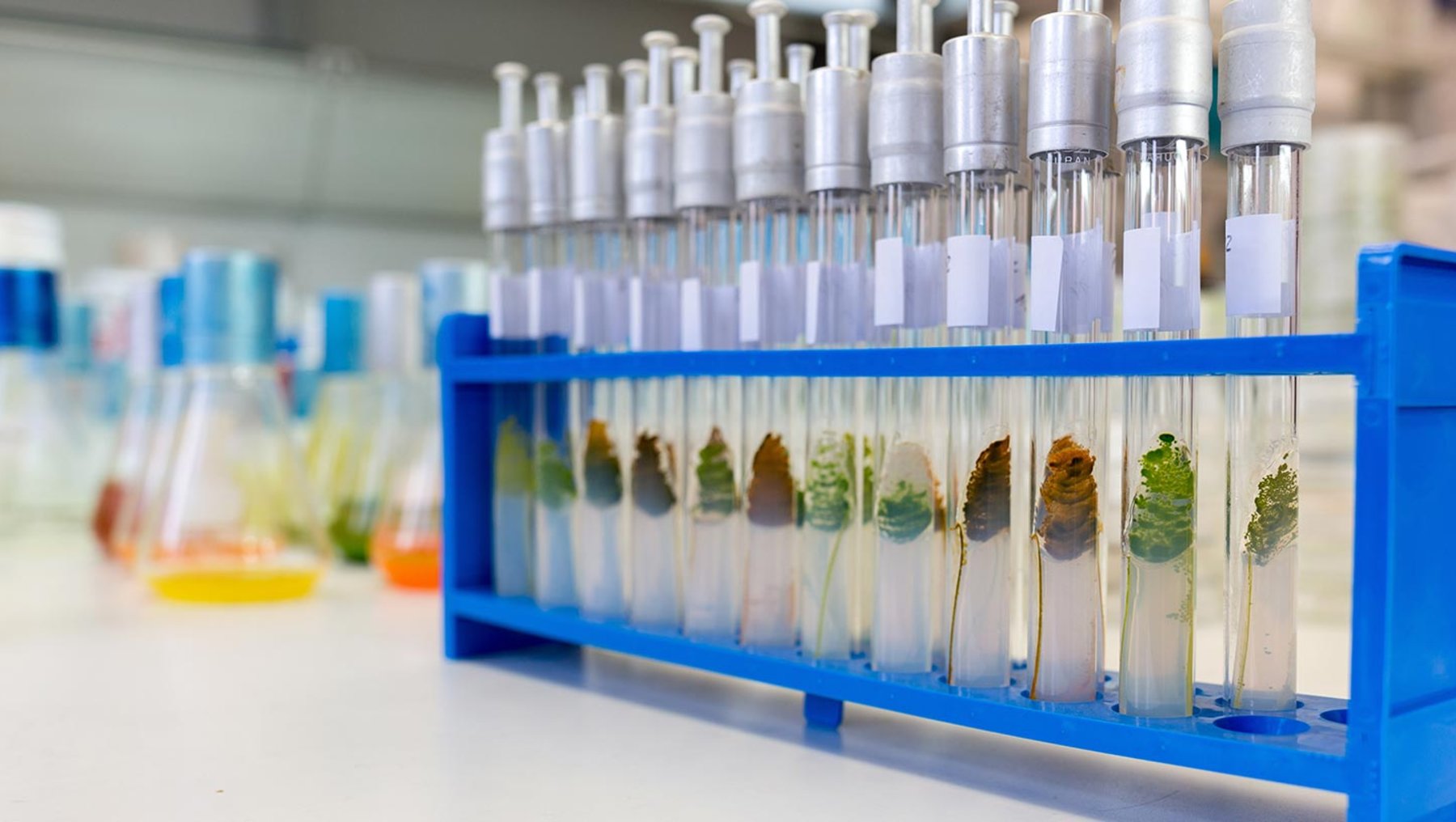 "Ein Laborbild mit mehreren Reagenzgläsern in blauen Halterungen. Die Reagenzgläser enthalten verschiedene Pflanzenproben in unterschiedlichen Farben und Größen. Im Hintergrund sind weitere Laborgeräte und Flüssigkeiten in Bechern zu sehen."