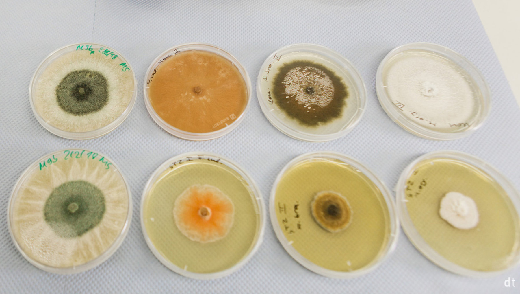 Überprüfung der antifugalen Wirkung von Extrakten aus endophytischen Pilzen/in-vitro Myzelwachstumstest