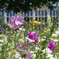 Bunte Blumenwiese mit violetten Staudenblumen, weißen Gänseblümchen und gelben Blüten im Vordergrund, im Hintergrund ein helles Gebäude mit Säulen und Geländer.