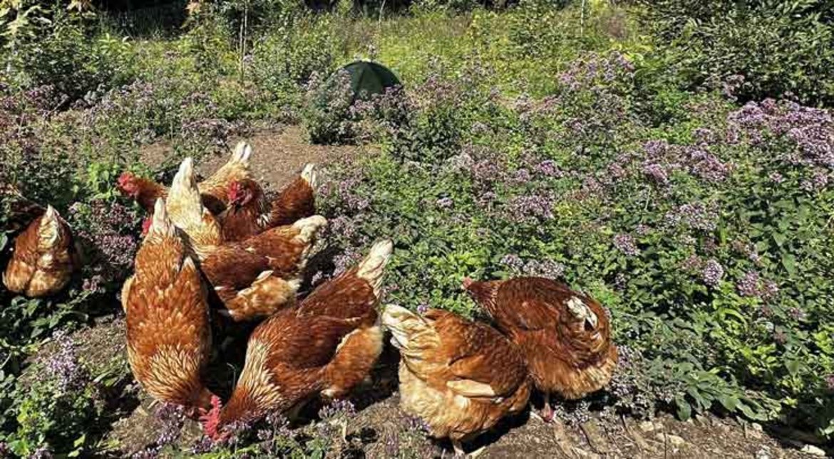 Eine Gruppe von sechs Hühner mit braunem Gefieder sitzt auf einem moosigen, grasbewachsenen Boden mit kleinen violetten Blüten. Die Tiere wirken entspannt und sind in verschiedene Richtungen ausgerichtet.