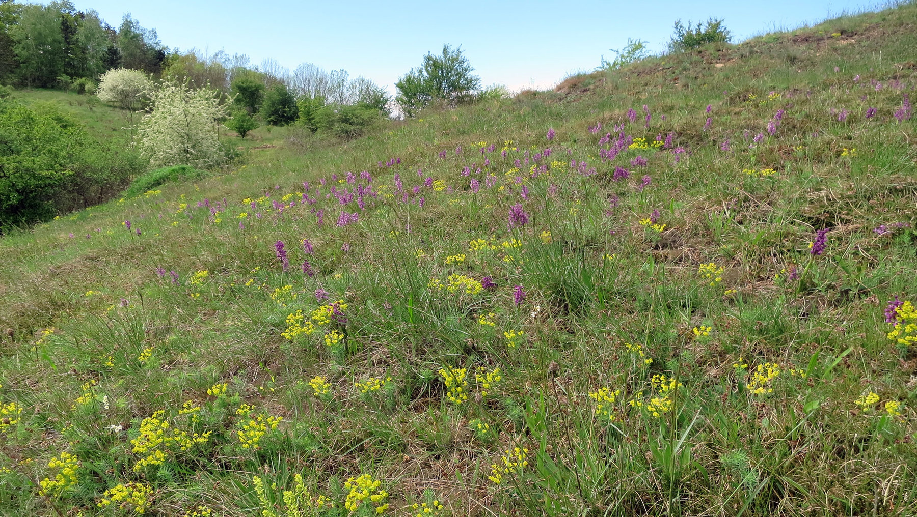 A blooming meadow landscape with colorful wildflowers and tall grasses on a gentle hillside. Purple blossoms prominently stand among various yellow and green plants, creating a scenic, natural setting under clear skies.