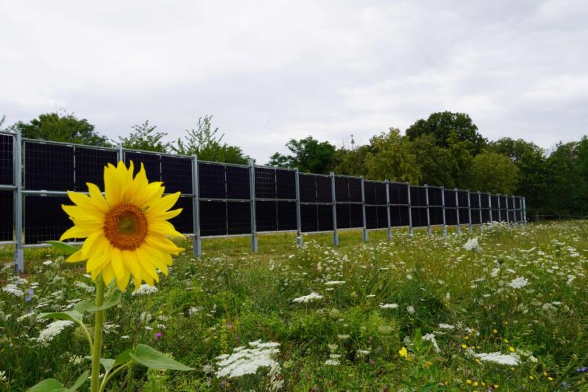 Ein Sonnenblume steht im Vordergrund, umgeben von Wildblumen. Im Hintergrund befindet sich eine Reihe von Solarpanels, die in einer Reihe aufgestellt sind. Der Himmel ist bewölkt, und es sind Bäume im Hintergrund zu sehen.