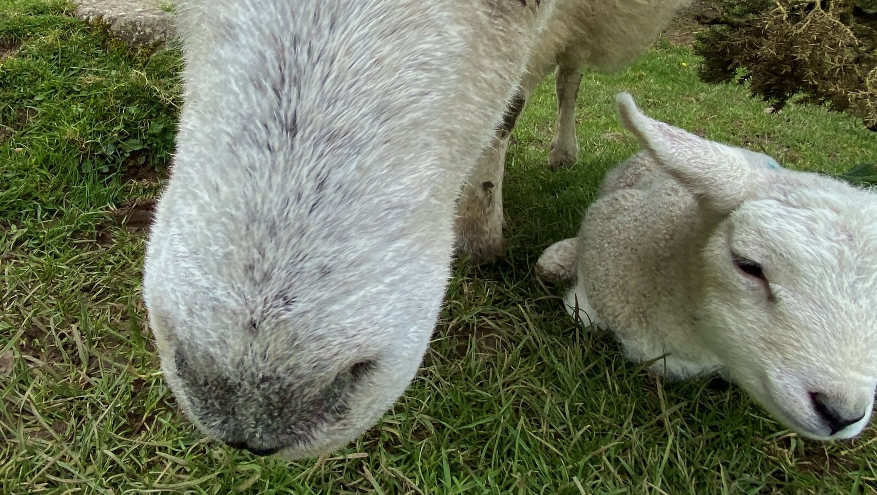 Ein Schaf mit weißem, leicht schmutzigem Fell und markanten, großen Augen blickt direkt in die Kamera. Daneben liegt ein junges Lamm mit weißem Fell auf dem Gras. Beide wirken neugierig und friedlich.