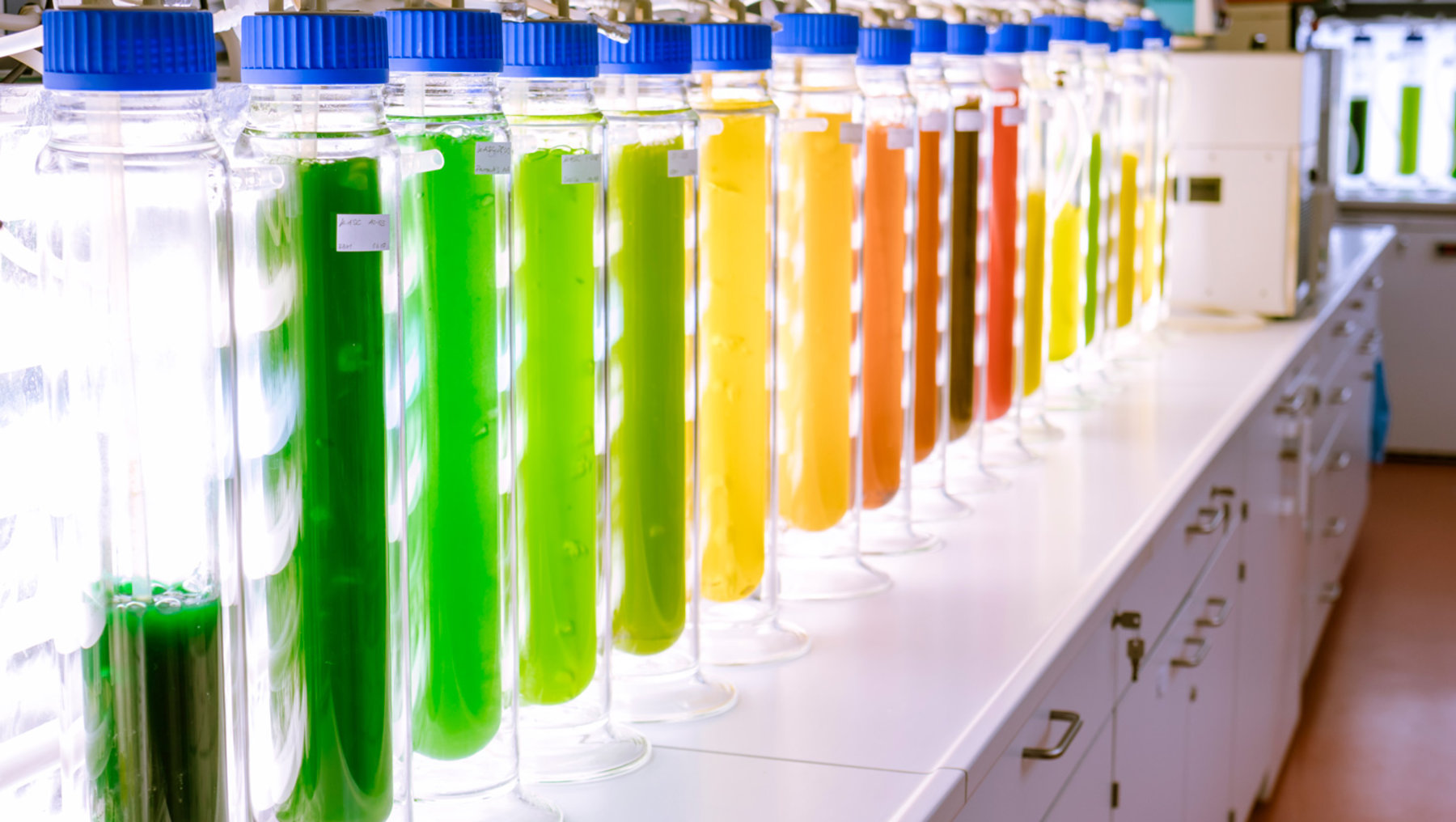 A row of test tubes or small bottles is shown on a lab counter, containing liquids of various colors including green, yellow, orange, and red hues, likely representing different samples or chemical solutions for analysis. Twelve bottles with blue caps. Labeling potentially indicating different sample types.