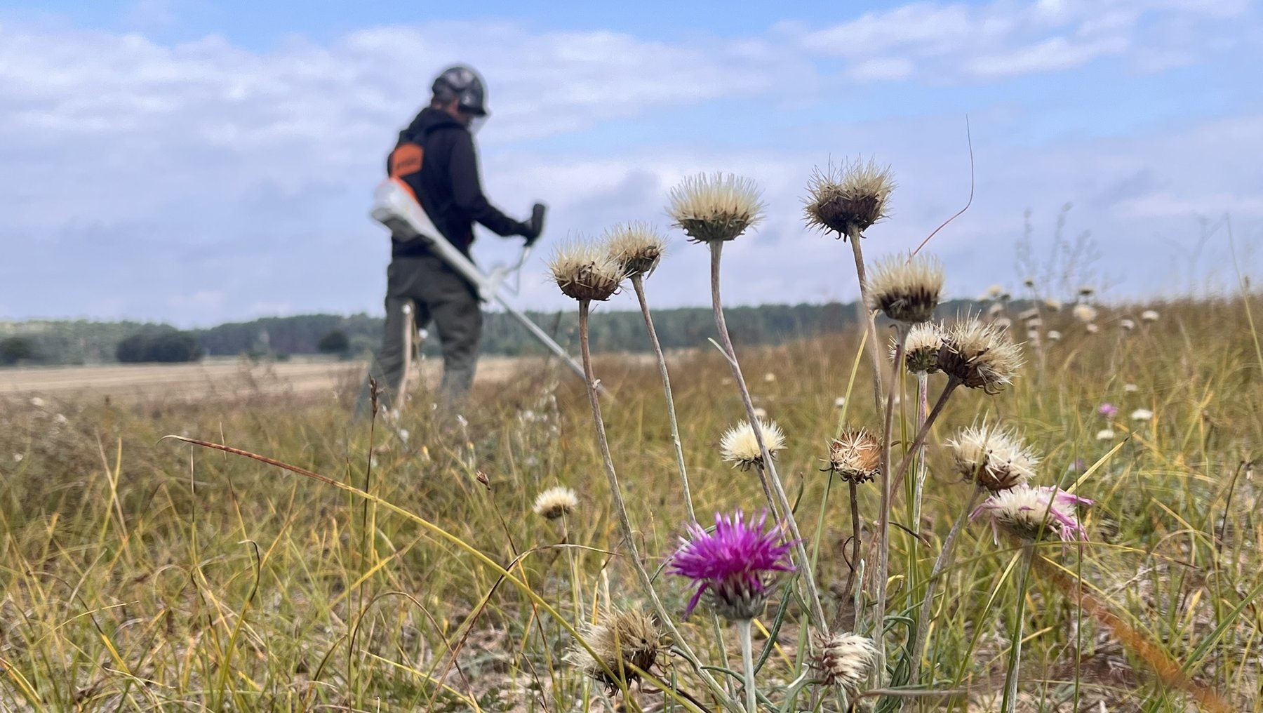 Eine Person mit Schutzausrüstung steht im hohen Gras und hält ein Trimmer in der Hand. Im Vordergrund wachsen verschiedene Pflanzen, darunter eine violette und weiße, aufrecht stehend. Es ist die Sand-Silberscharte.